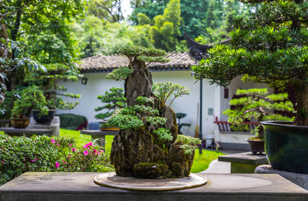 Integrating Feng Shui with Classic English Garden Styles: Positioning Tips and Best Practices