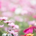 Flower Power: UK Flowers That Promote Prosperity and Positive Vibes Through Feng Shui