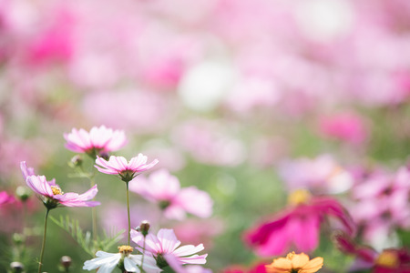 Flower Power: UK Flowers That Promote Prosperity and Positive Vibes Through Feng Shui