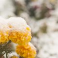 How Feng Shui Can Address Seasonal Affective Disorder in the UK