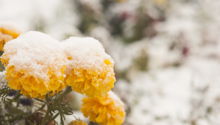 How Feng Shui Can Address Seasonal Affective Disorder in the UK