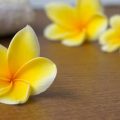 The Impact of Natural Light in UK Workspaces: Enhancing Focus and Wellbeing through Feng Shui
