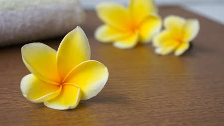 The Impact of Natural Light in UK Workspaces: Enhancing Focus and Wellbeing through Feng Shui