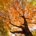 Welcoming Autumn Qi: Feng Shui Rituals for the UK’s Changing Climate