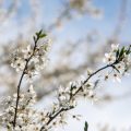 Seasonal Feng Shui: Adapting Your Daily Habits to the British Climate