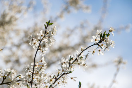 Seasonal Feng Shui: Adapting Your Daily Habits to the British Climate