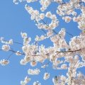 Seasonal Allergies and Feng Shui: Creating a Healthier, Happier British Home