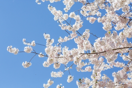 Seasonal Allergies and Feng Shui: Creating a Healthier, Happier British Home