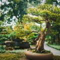 The Influence of Traditional Feng Shui Principles on British Garden Design: A Comprehensive Guide