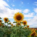Harnessing Summer Solstice Energy: British Feng Shui Approaches for the Longest Day
