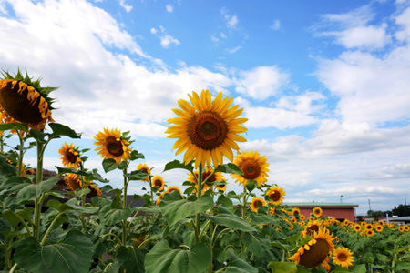 Harnessing Summer Solstice Energy: British Feng Shui Approaches for the Longest Day