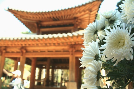How to Transform Your British Courtyard into a Zen-like Sanctuary with Feng Shui Principles
