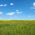 Garden Feng Shui for the British Summer: Attracting Positive Qi Outdoors