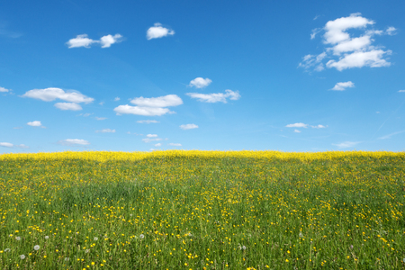 Garden Feng Shui for the British Summer: Attracting Positive Qi Outdoors