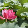 Flowing Energy: Designing Water Features in UK Gardens for Good Qi