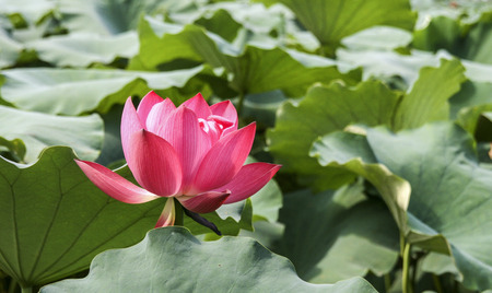 Flowing Energy: Designing Water Features in UK Gardens for Good Qi