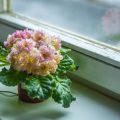Feng Shui Habits for Students: Creating Study Spaces that Maximise Focus and Vitality