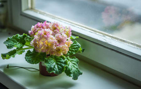 Feng Shui Habits for Students: Creating Study Spaces that Maximise Focus and Vitality
