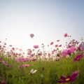 Fostering Forgiveness: A Feng Shui Approach for Letting Go in Blended British Families