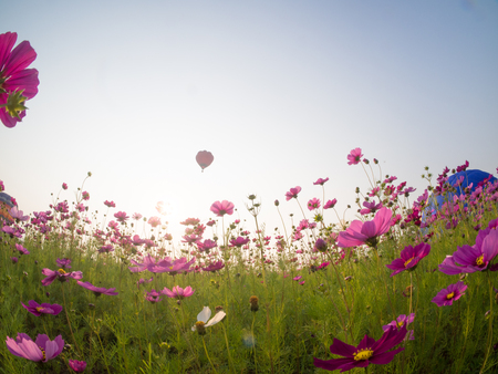 Fostering Forgiveness: A Feng Shui Approach for Letting Go in Blended British Families