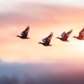 Wildlife, Birds, and Pets: Harmonising Nature through Feng Shui Principles