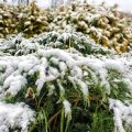 Harnessing Nature: Effective Indoor Plants for Air Quality and Positive Qi in British Winters
