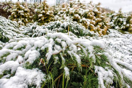 Harnessing Nature: Effective Indoor Plants for Air Quality and Positive Qi in British Winters