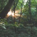 Incorporating British Natural Light Patterns in Feng Shui-Approved Study and Work Environments