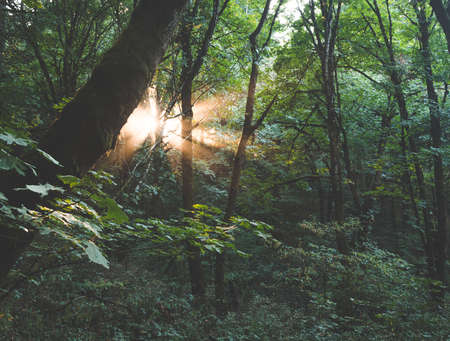 Incorporating British Natural Light Patterns in Feng Shui-Approved Study and Work Environments