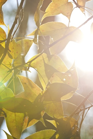 Harnessing Natural Light: Optimising Autumn Sunlight in UK Homes Using Feng Shui